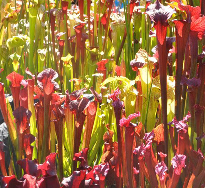 Carnivorous Plants Dubai