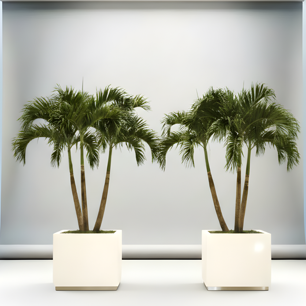 Best Palm Tree Bundles Dubai