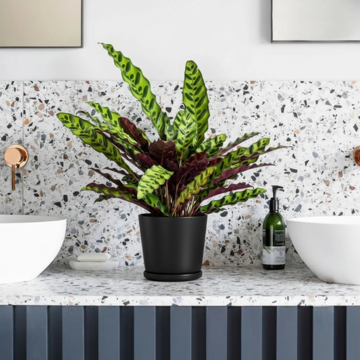 Bathroom plants in Dubai
