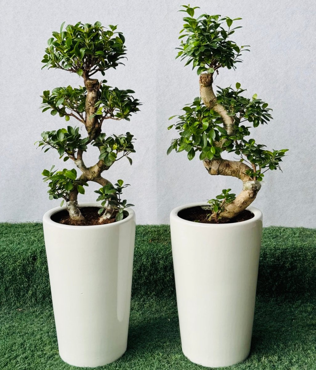 Bonsai plants in Dubai
