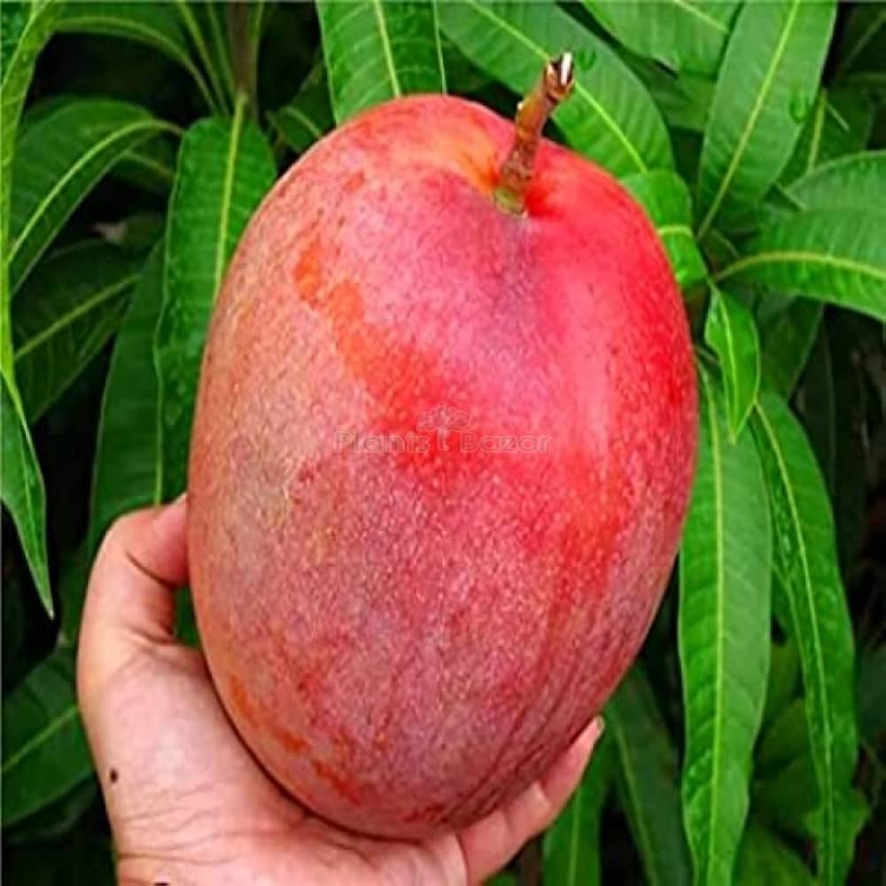 fruit-plants-dubai
