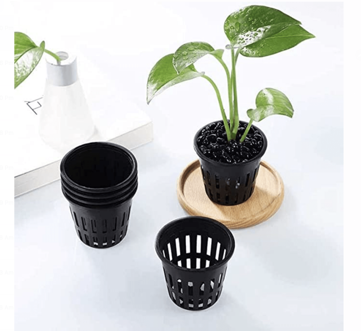 Hydroponic Seeds Dubai