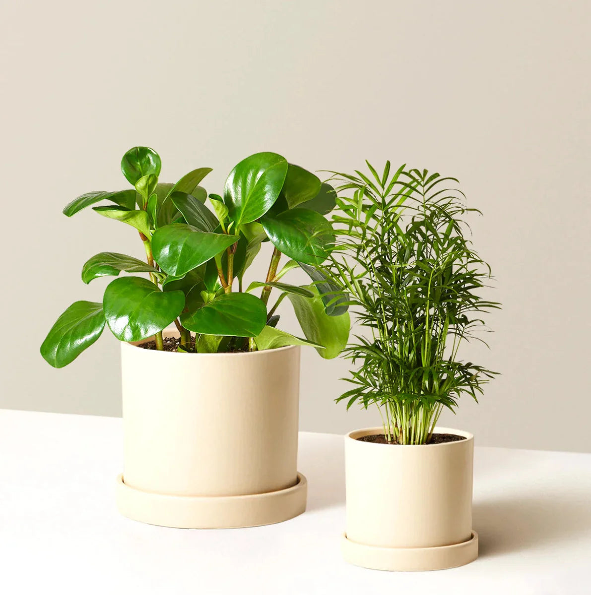 Pet Friendly Plant Bundles in Dubai