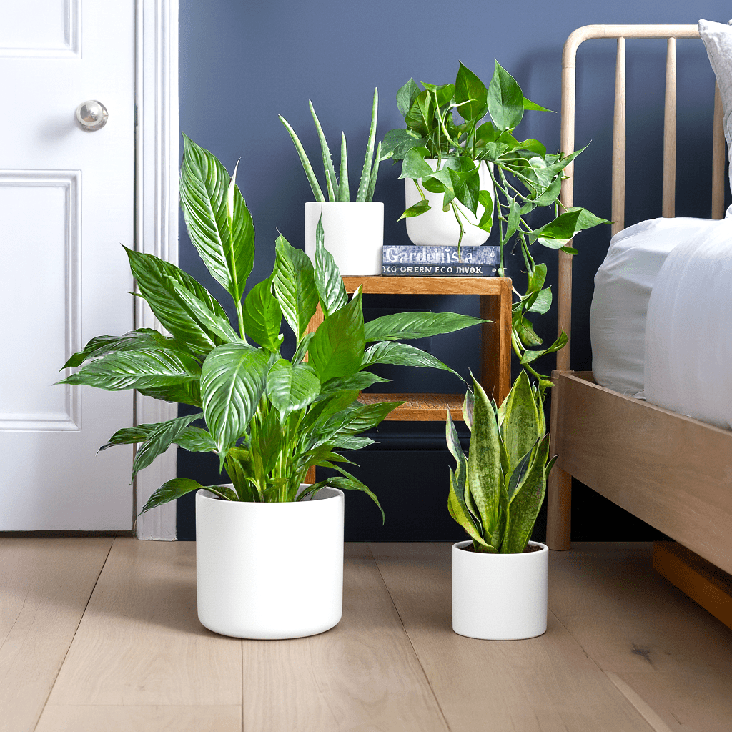 Air purifying plants bundle in Dubai