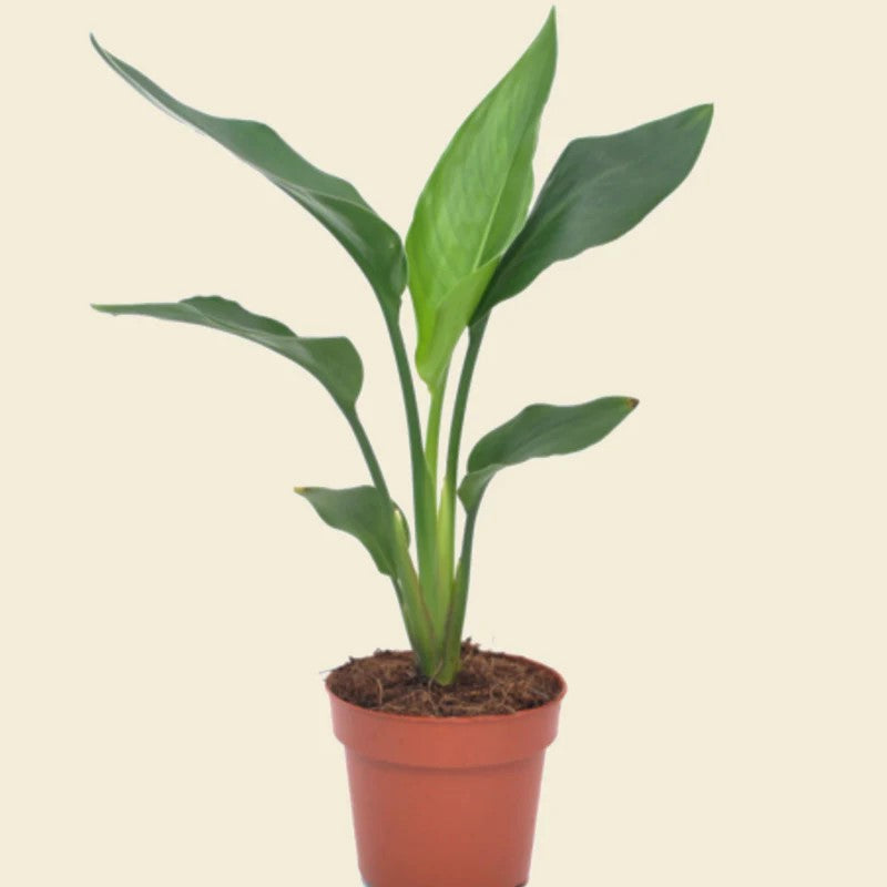 Strelitzia Nicolai or Bird of Paradise طائر الجنة