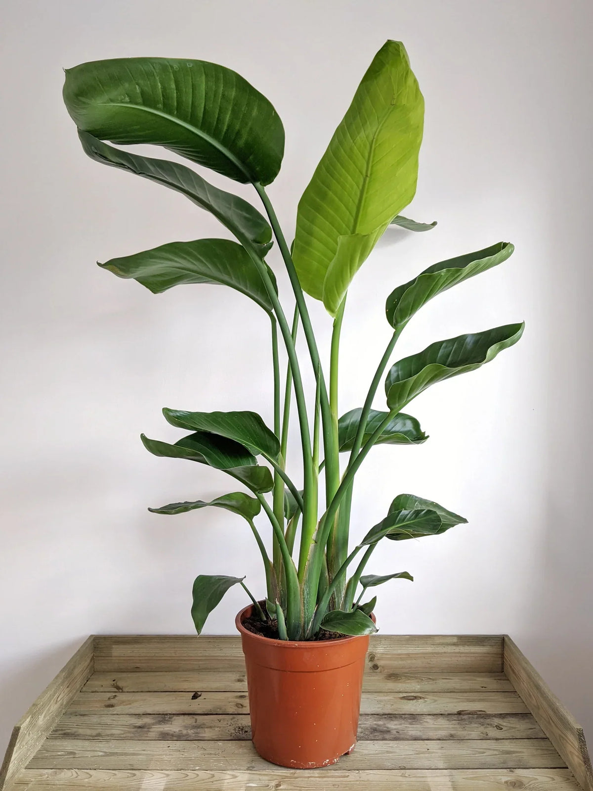 Strelitzia Nicolai or Bird of Paradise طائر الجنة