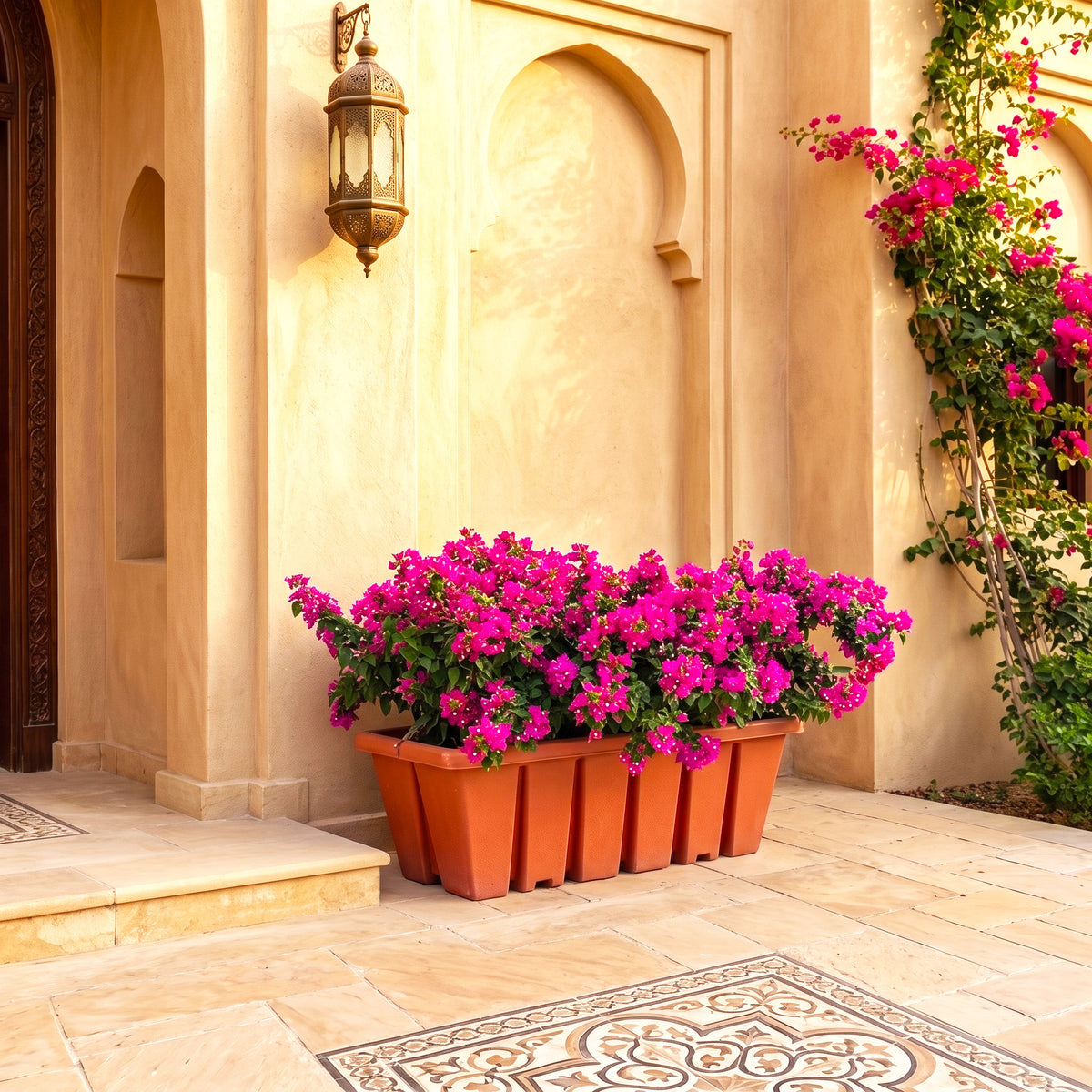Bougainvillea Pink Pixie in Cosmoplas terracota 60/70cm