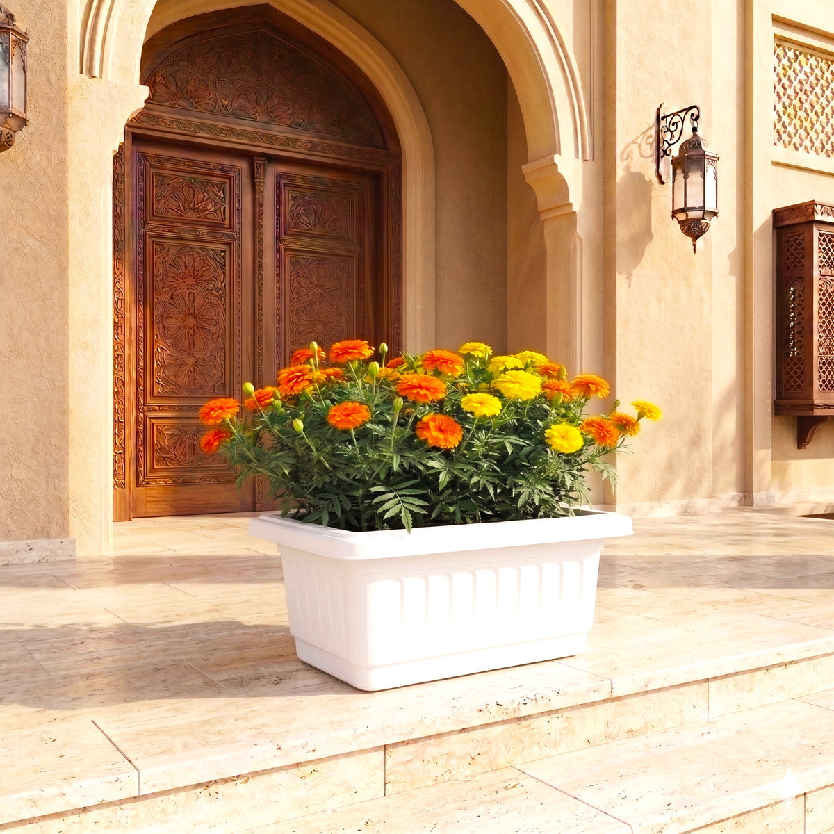Marigold Flower Plant in Cosmoplast Planter Box with Organic Soil (10L / 15L) | UAE