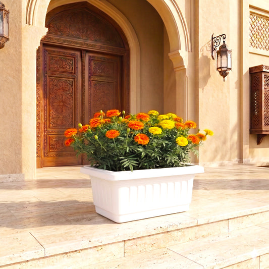 Marigold Flower Plant in Cosmoplast Planter Box with Organic Soil (10L / 15L) | UAE