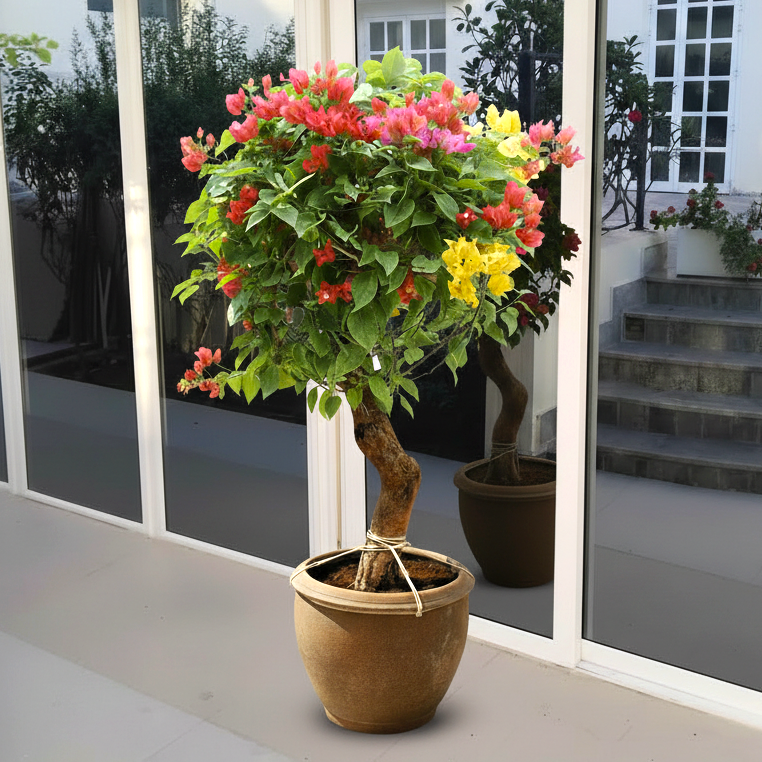 Bougainvillea Specimen "Single Head"