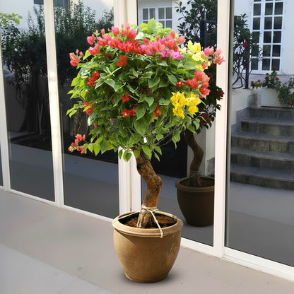 Bougainvillea Specimen "Single Head"