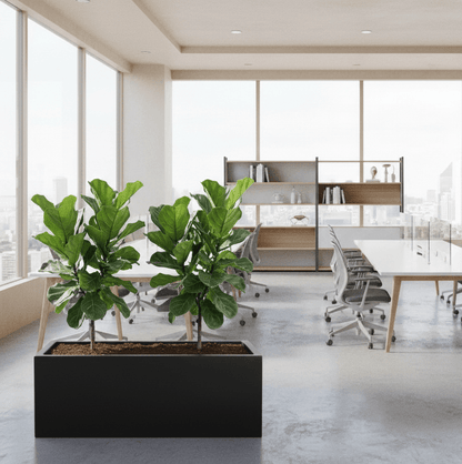 2x Ficus Lyrata or Fiddle Leaf Fig in Grp Pot 90 - 30 - 30 - Greensouq - 