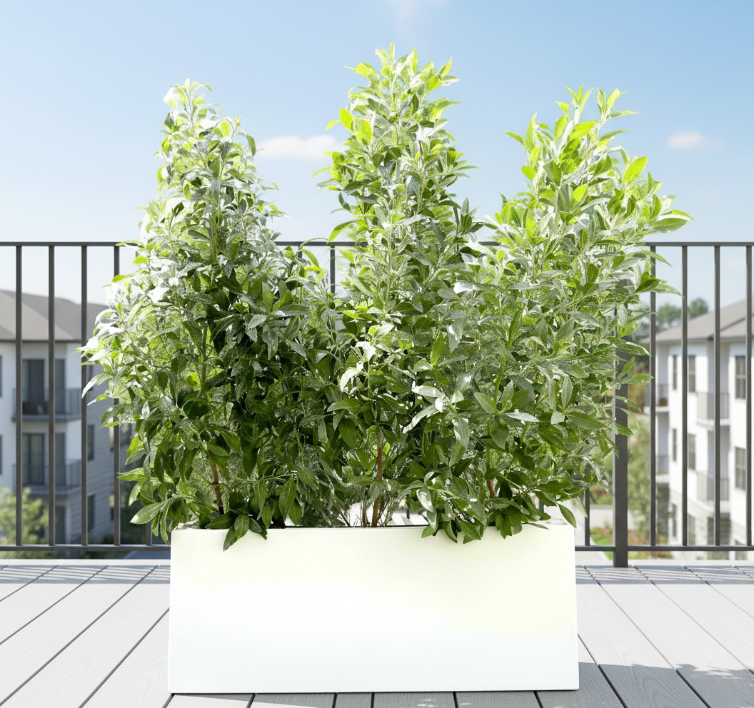 Buttonwood Plant / 3 Conocarpus erectus Sericeus "Silver Damas" 1.0 - 1.2m in Grp Planter (70 - 30 - 30) - Greensouq -