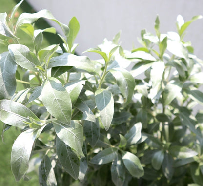 Buttonwood Plant / 3 Conocarpus erectus Sericeus "Silver Damas" 1.0 - 1.2m in Grp Planter (70 - 30 - 30) - Greensouq -