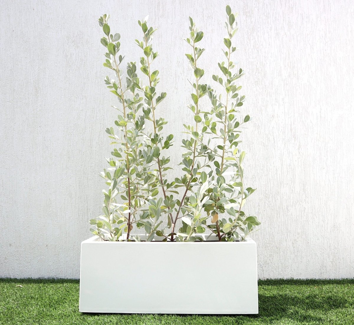 3 Conocarpus erectus Silver buttonwoods 1.0 - 1.2m in GRP white 70x30x30cm Pot - Greensouq -
