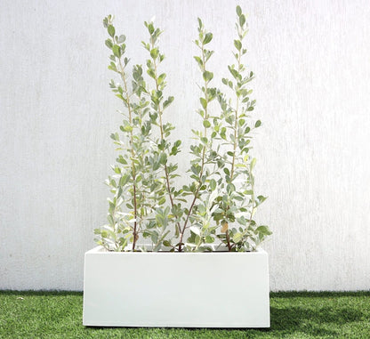 3 Conocarpus erectus Silver buttonwoods 1.0 - 1.2m in GRP white 70x30x30cm Pot - Greensouq -
