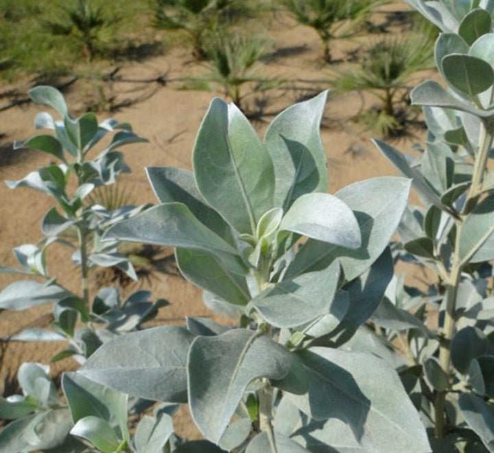 3 Conocarpus erectus Silver buttonwoods 1.0 - 1.2m in GRP white 70x30x30cm Pot - Greensouq -