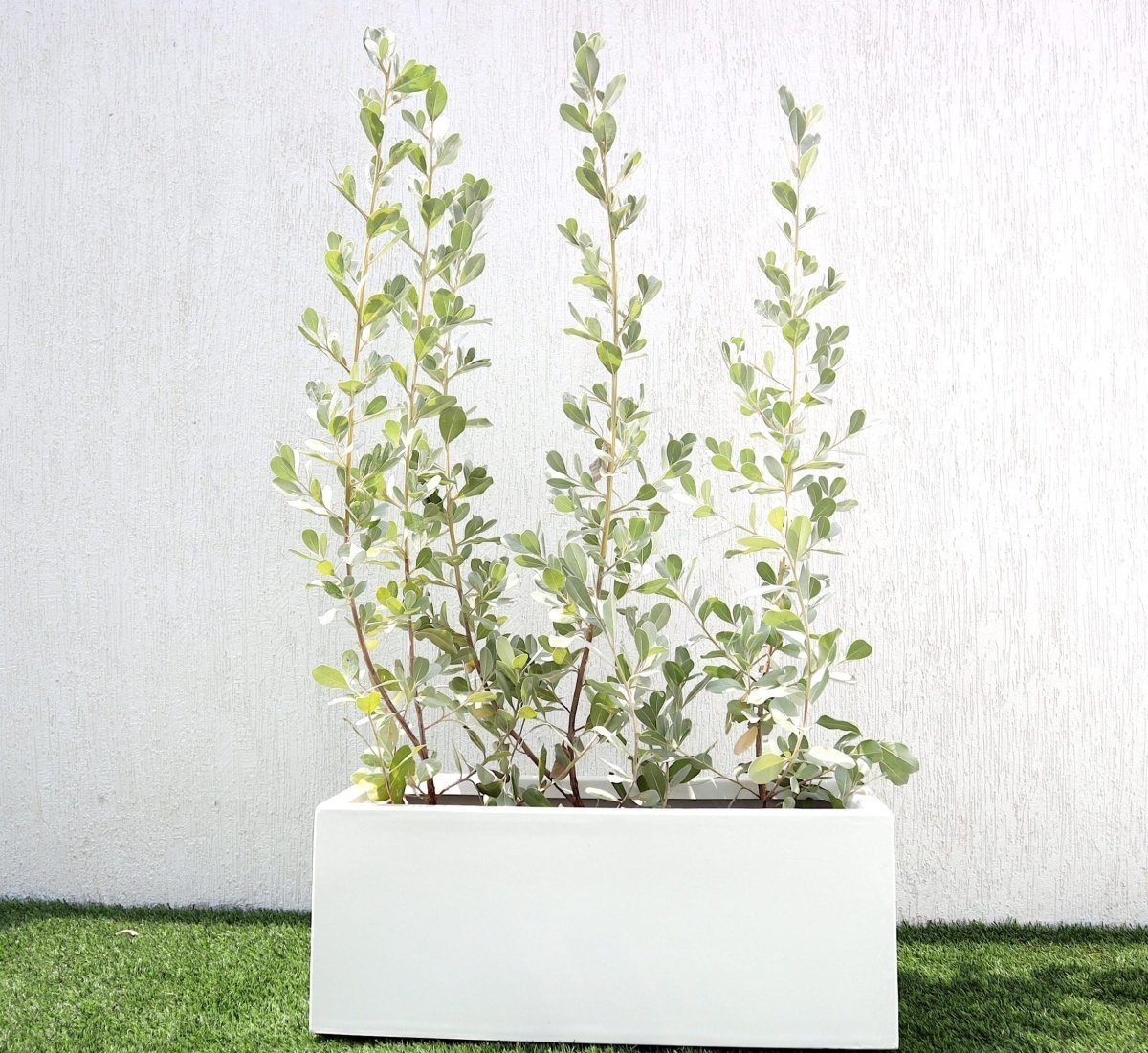 3 Conocarpus erectus Silver buttonwoods 1.0 - 1.2m in GRP white 70x30x30cm Pot - Greensouq -