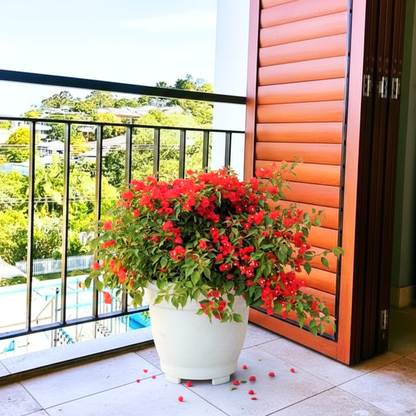 Bougainvillea Red in Cosmoplast Round Pot