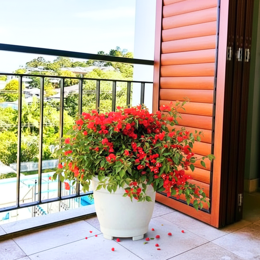 Bougainvillea Red in Cosmoplast Round Pot