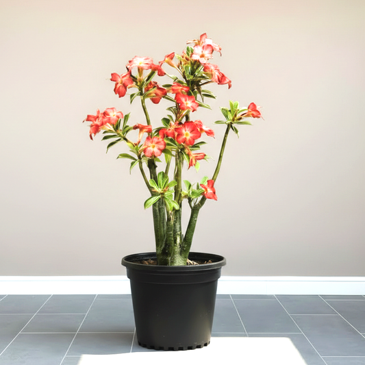 Adenium Obesum Or Desert Rose وردة الصحراء