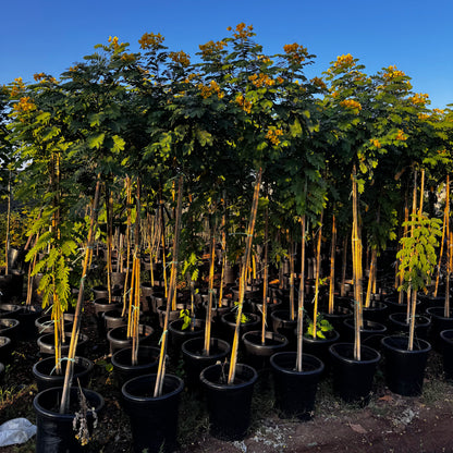 Cassia Surattensis "Scrambled Egg Plant"