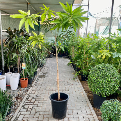 Mango Plant  "Sindhri Pakistan" One of The World's Best Mangoes