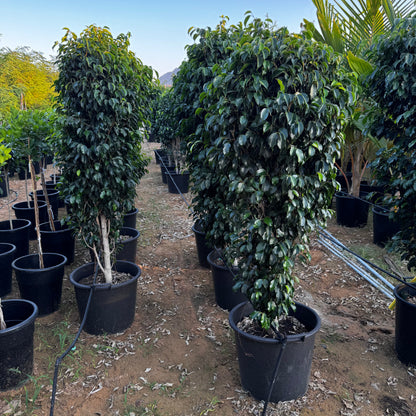 Ficus benjamina "Weeping Fig" (Outdoor) - Greensouq -