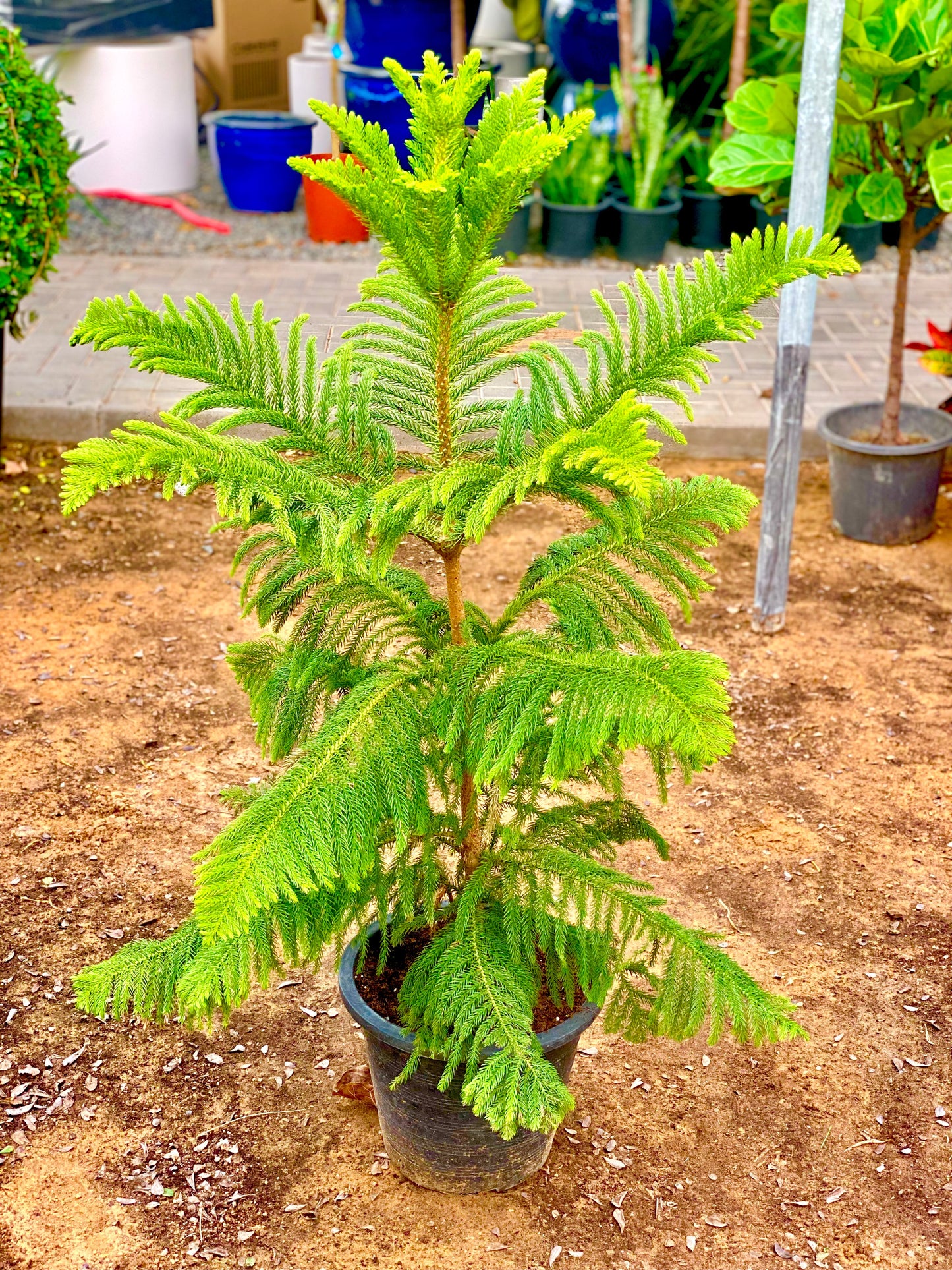 Araucaria Heterophylla (Norfolk Island Pine) 100cm to 120 cm