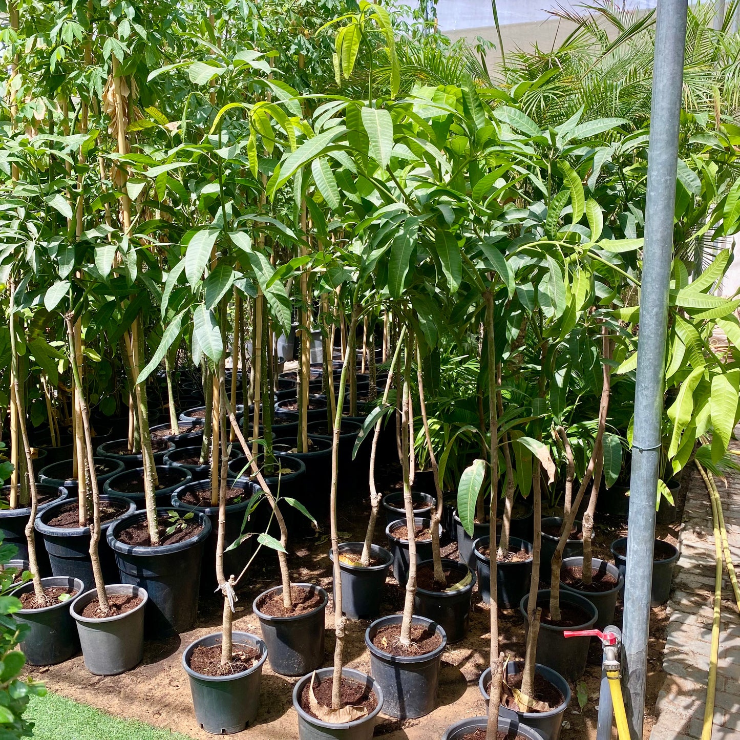Mango Plant  "Sindhri Pakistan" One of The World's Best Mangoes