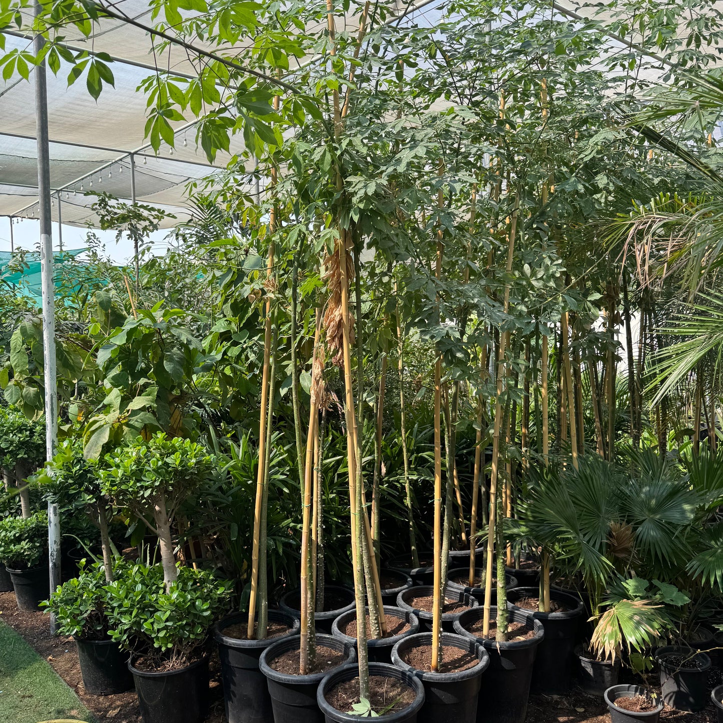 Chaurasia Speciosa 2-2.5m