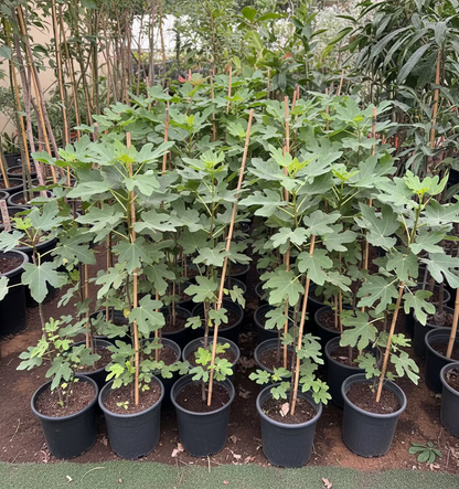 Ficus Carica "Fig Tree" شجرة التين - Greensouq -