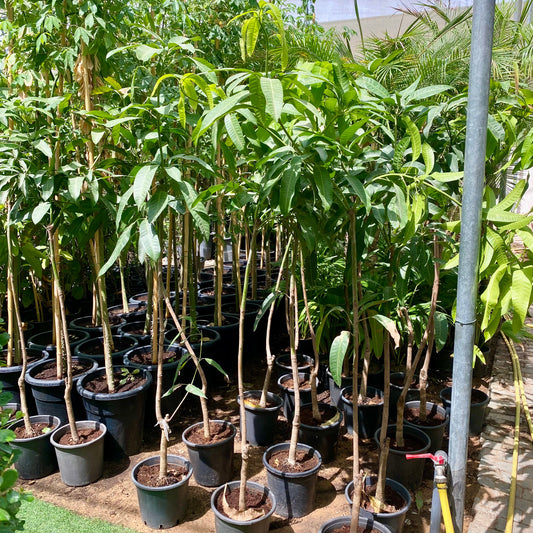 Mango Plant  "Sindhri Pakistan" One of The World's Best Mangoes 1.0-1.6m