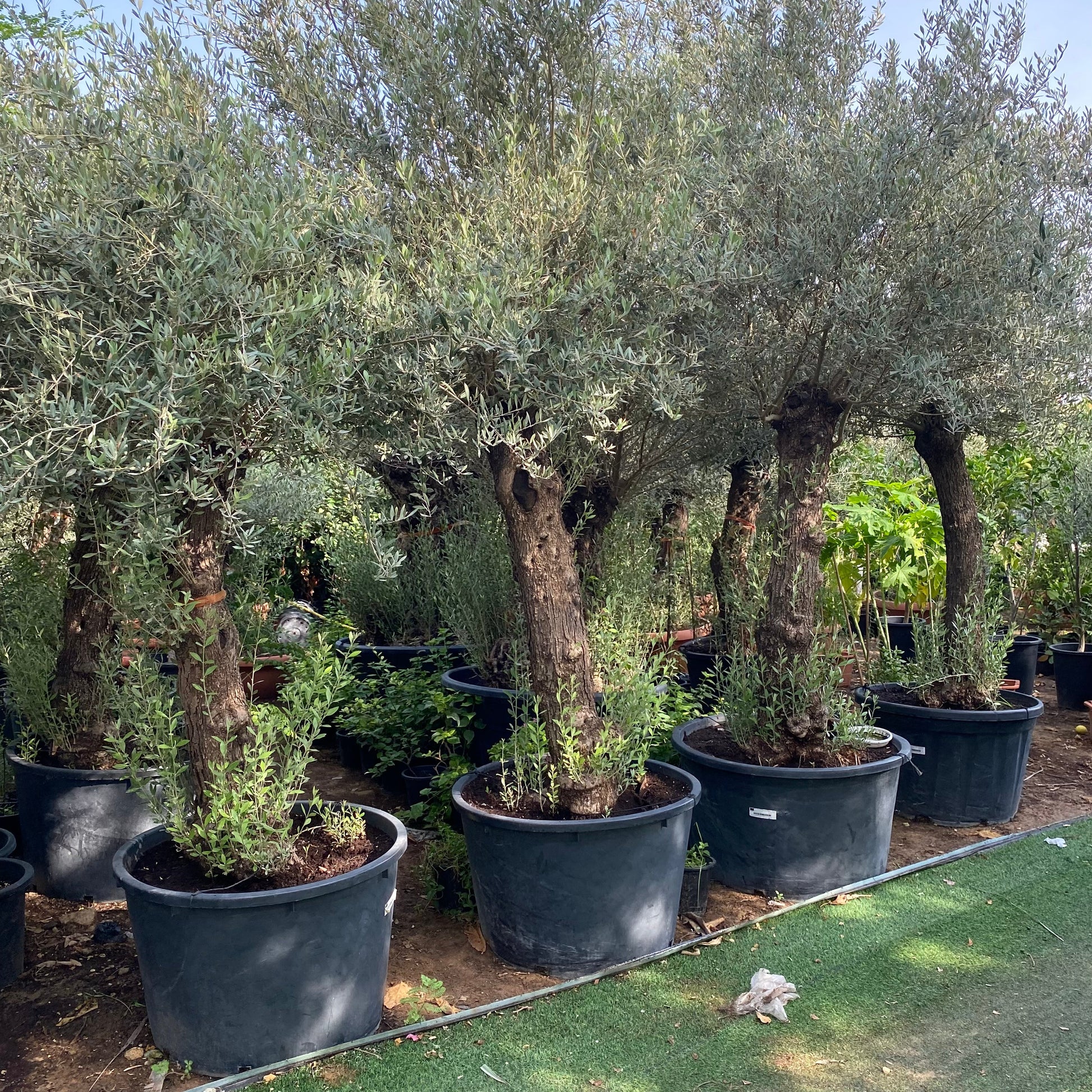 Olea europea or Olive Tree 2.0 - 2.20m height and 200 - 210mm trunk Dia - Greensouq -