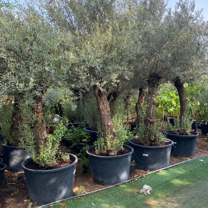 Olea europea or Olive Tree 2.0 - 2.20m height and 200 - 210mm trunk Dia - Greensouq -