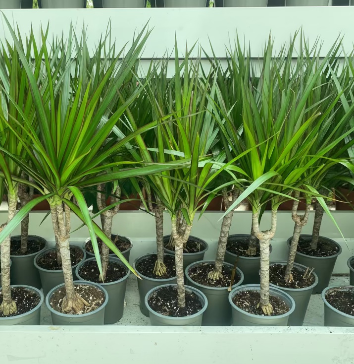 Dracaena Marginata 40 - 50cm - Greensouq -