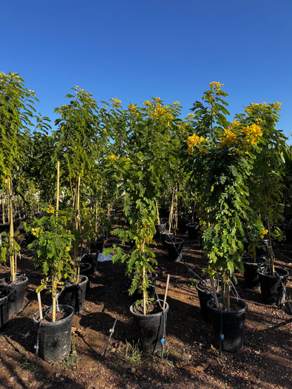 Cassia Surattensis "Scrambled Egg Plant"