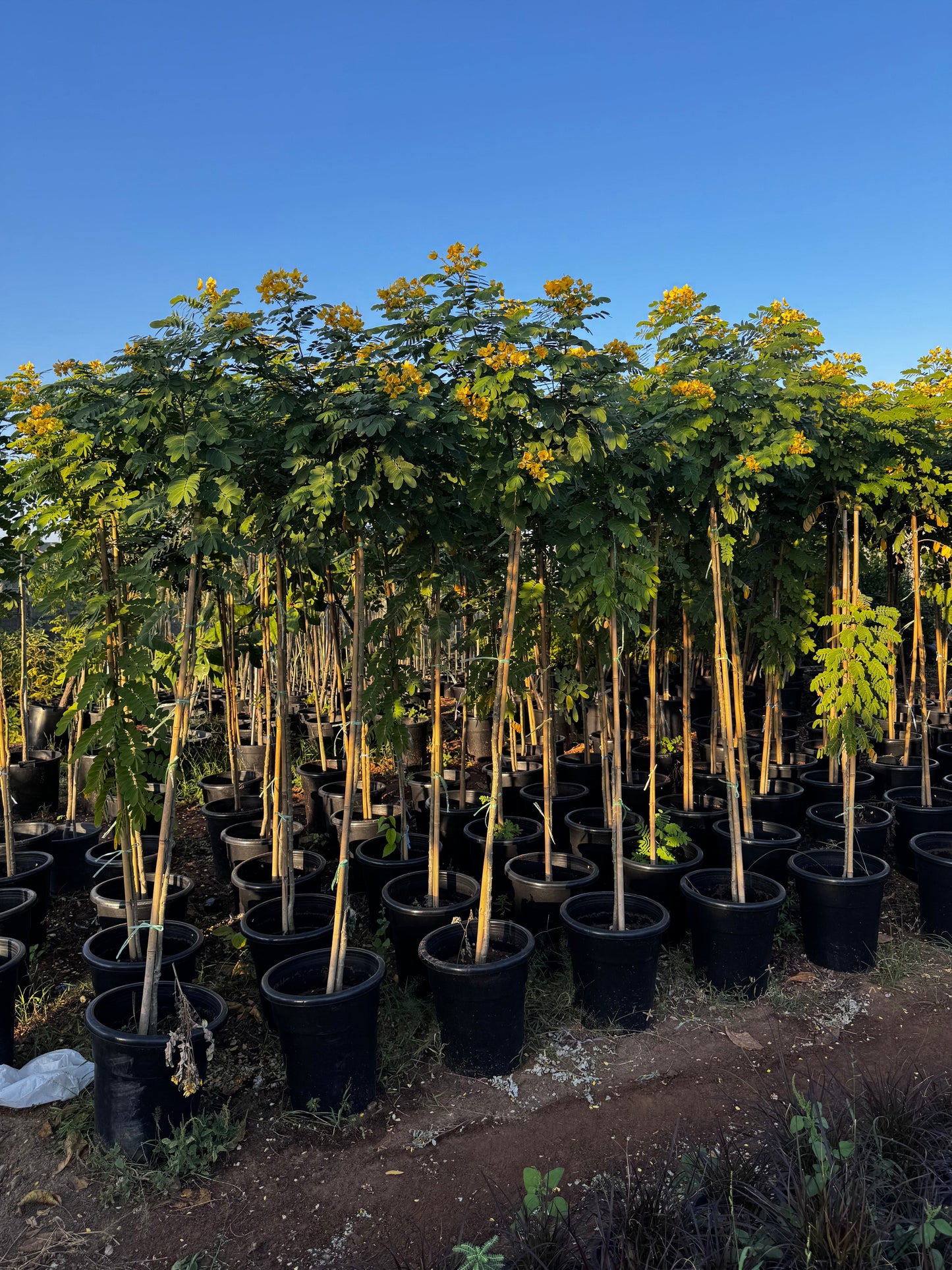 Cassia Surattensis "Scrambled Egg Plant"