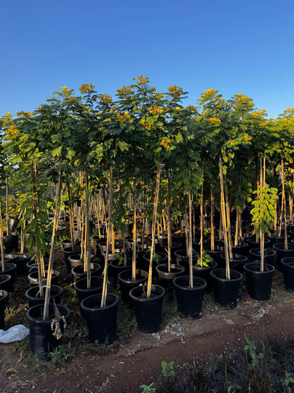 Cassia Surattensis "Scrambled Egg Plant"