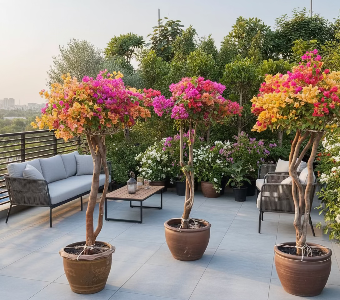 Bougainvillea Specimen "Single Head"