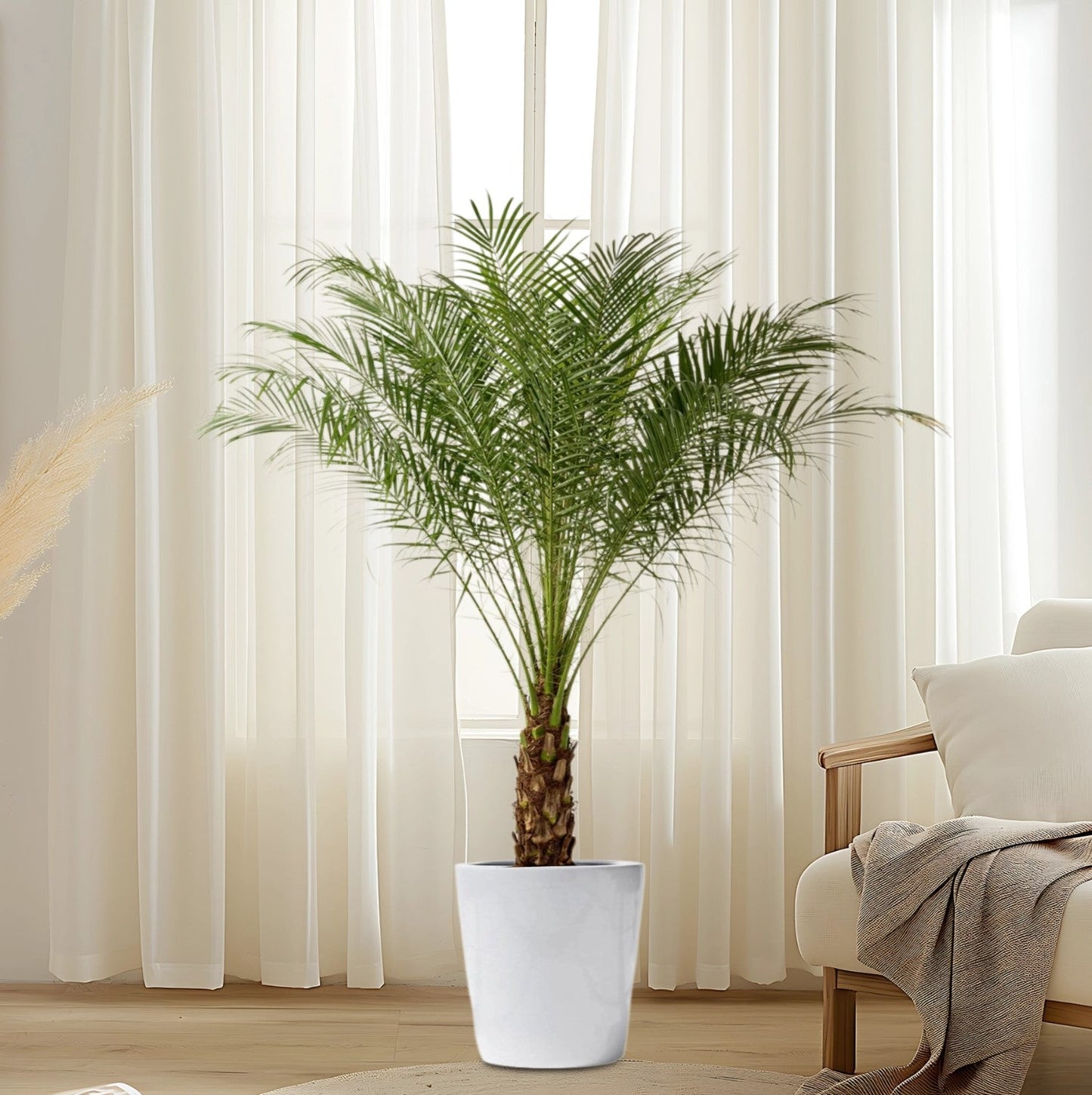 Phoenix Roebelenii