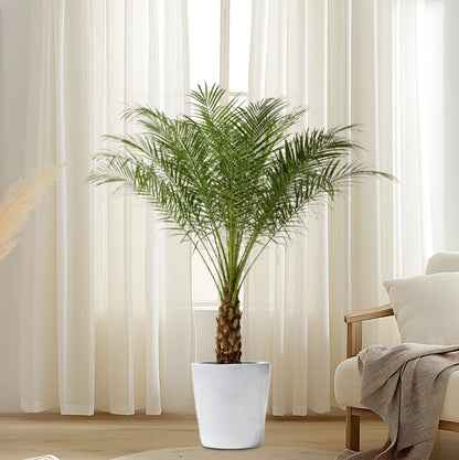 Phoenix Roebelenii