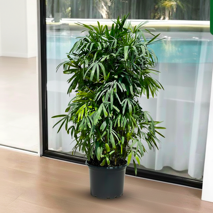 Big Olive 1.5 to 2m  Rolled Rim Pot 58x43 Springgarden Special شجرة زيتون