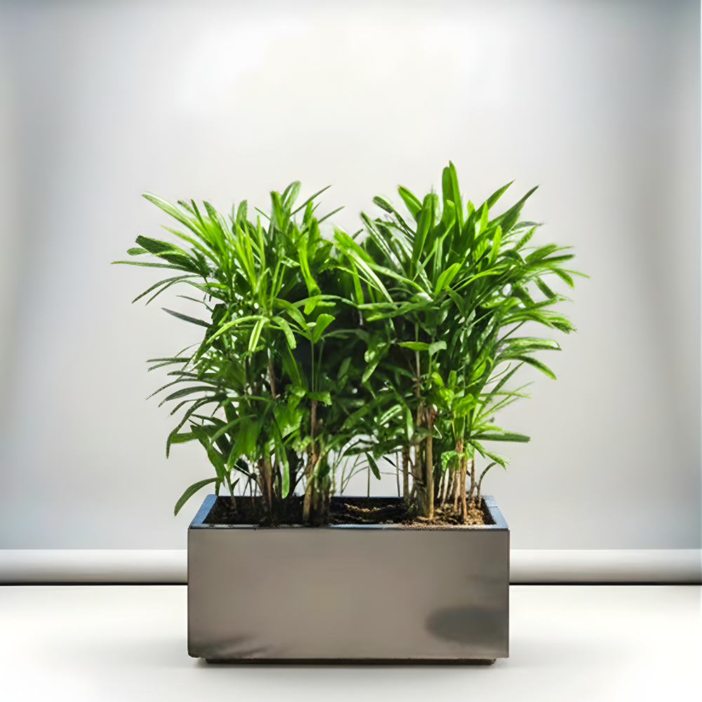 Lady Palm in Fiber Glass Pot 90-30-30 - Elegant and Easy to Care for