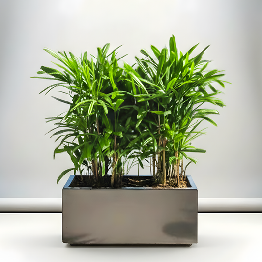 Lady Palm in Fiber Glass Pot 90-30-30 - Elegant and Easy to Care for
