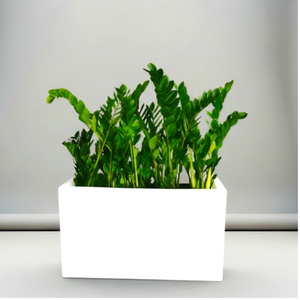 Potted ZZ Plants / ZZ Plants in Fiber Glass Pot (GRP) (90-30-50cm)