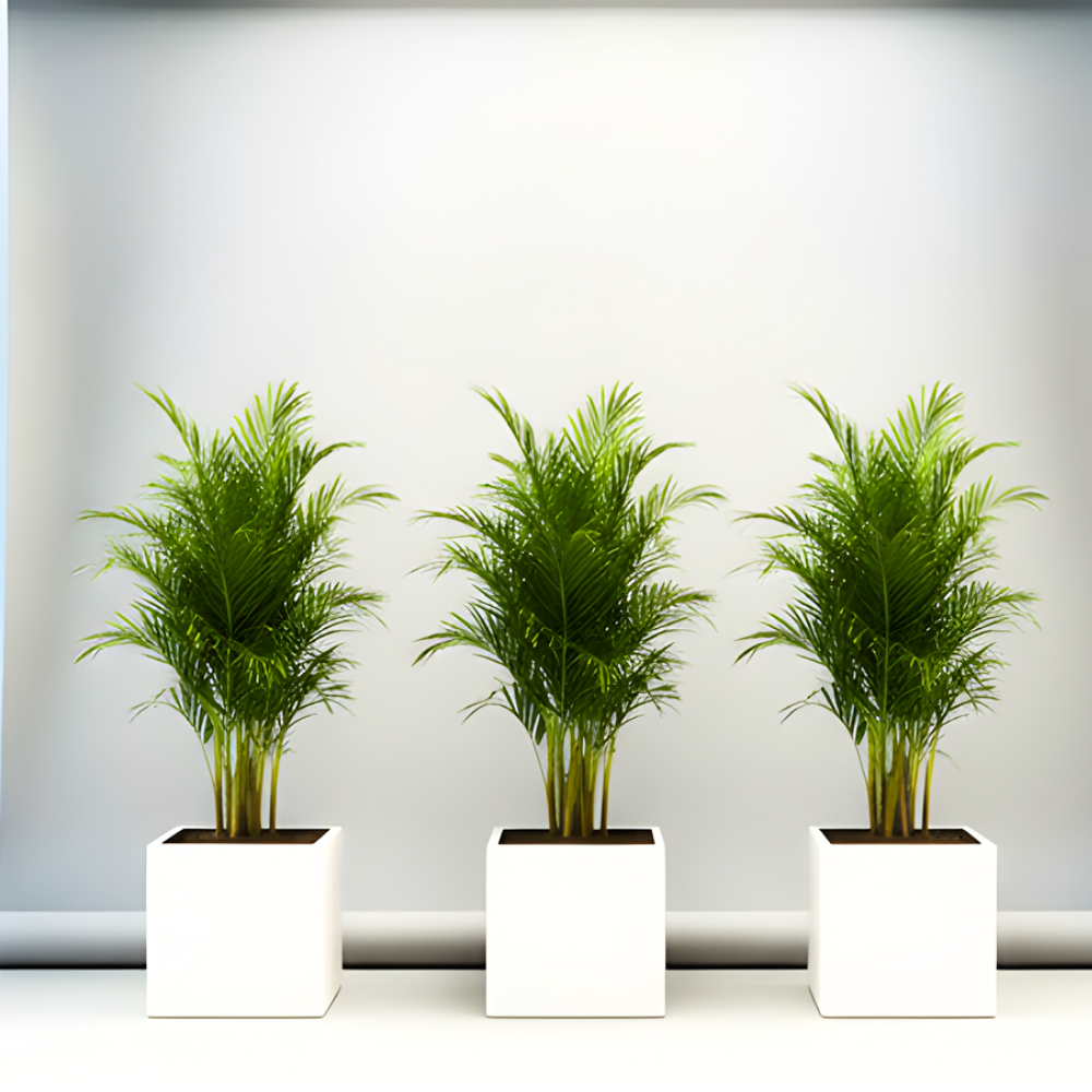 Areca Palm in Grp 40x40 White Square Pot 1.5-2.0m (outdoor)