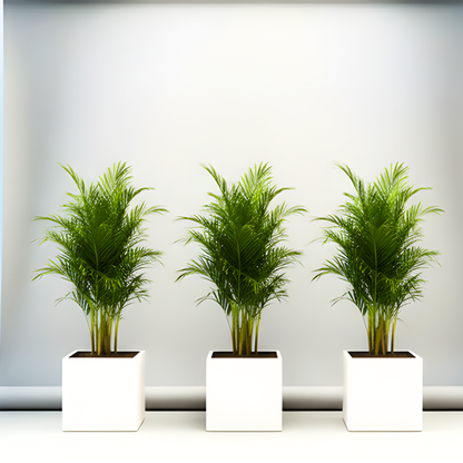 Areca Palm in Grp 40x40 White Square Pot 1.5-2.0m (outdoor)
