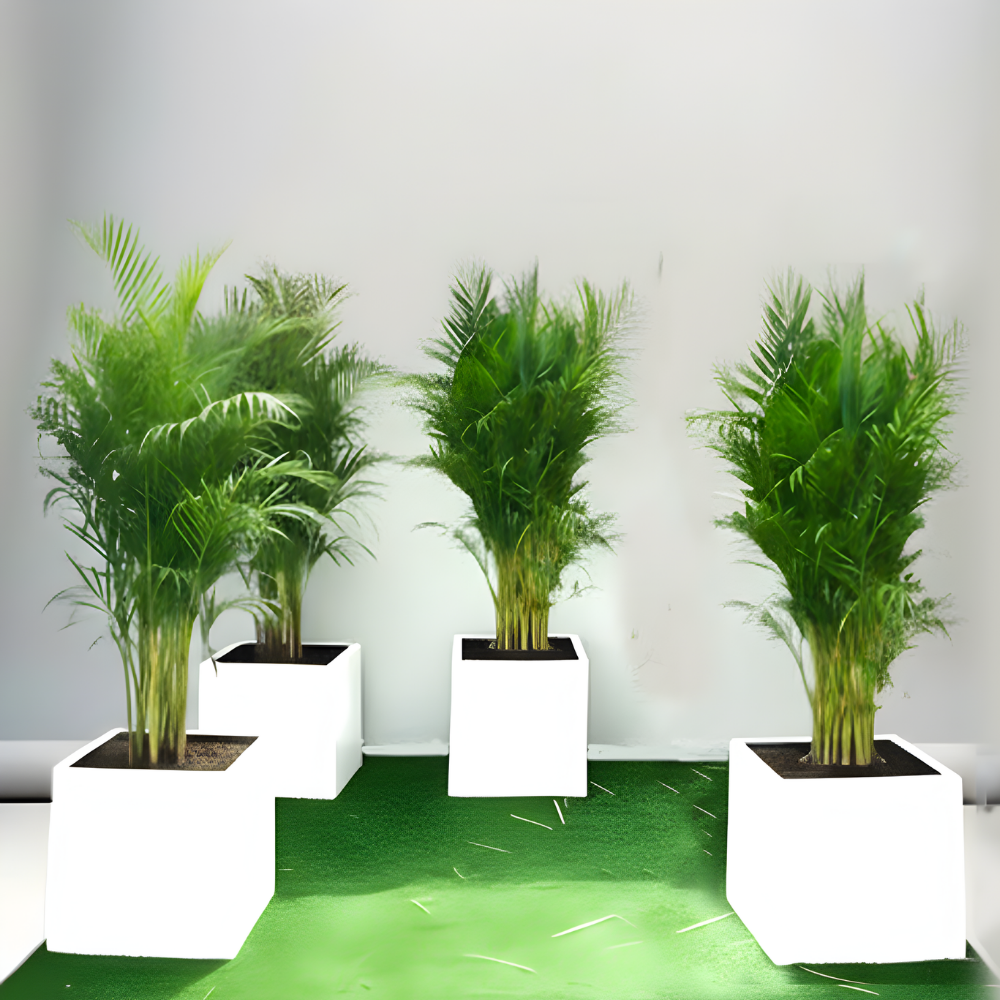 Areca Palm in Grp 40x40 White Square Pot 1.5-2.0m (outdoor)