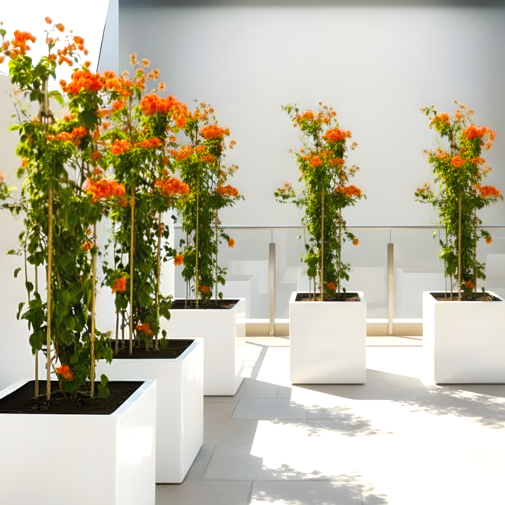 Bougainvillea Orange / Bougainvillea Orange in Grp Square Pot